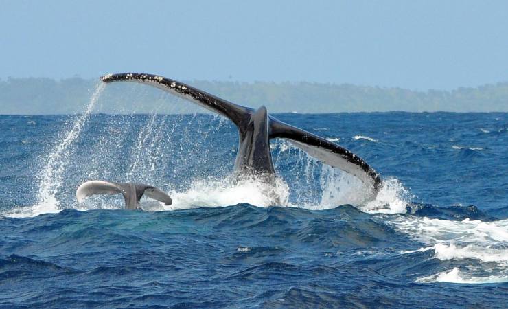 Enormi balene in mare